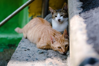 混凝土楼梯上两只橙色斑猫和玳瑁猫的特写照片